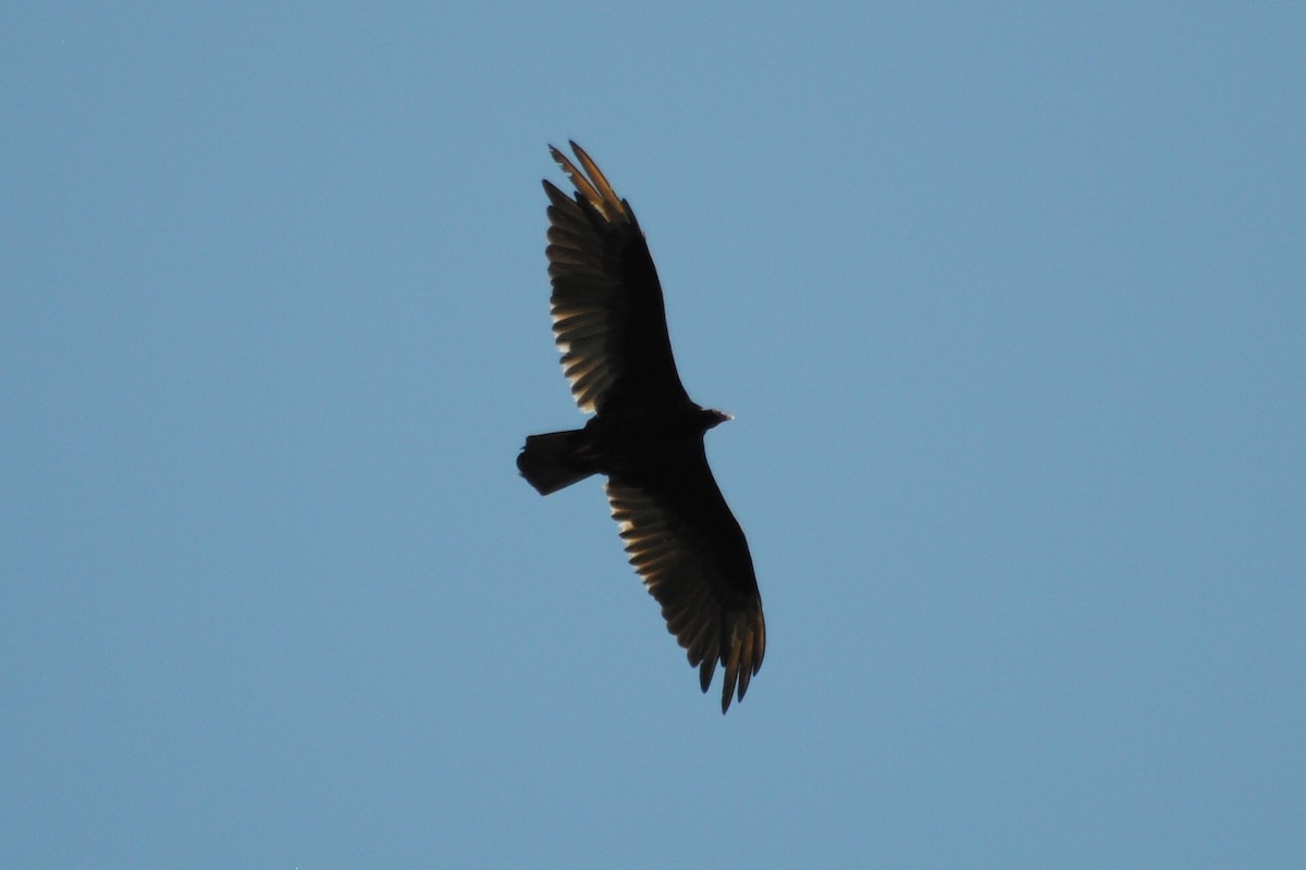 Turkey Vulture - ML463492941