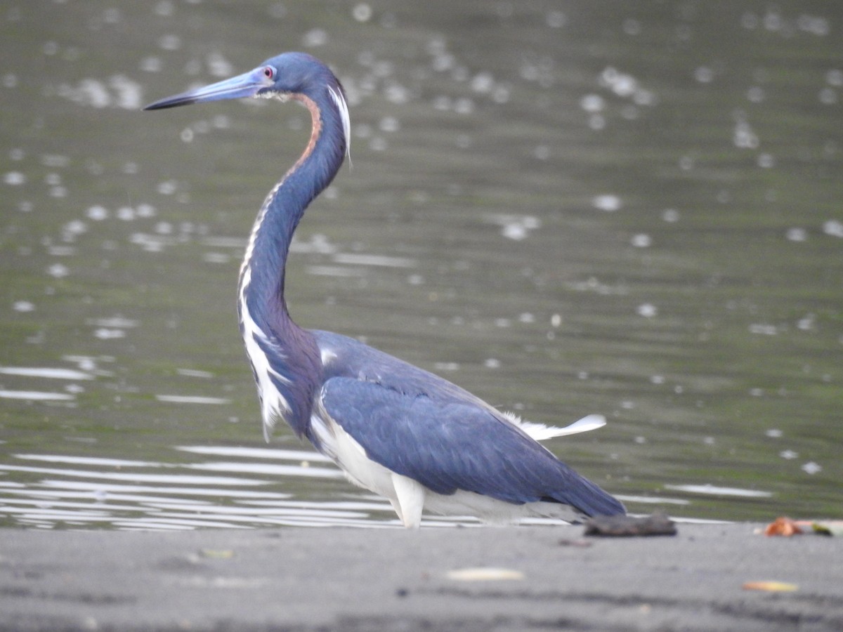 Tricolored Heron - ML463493811