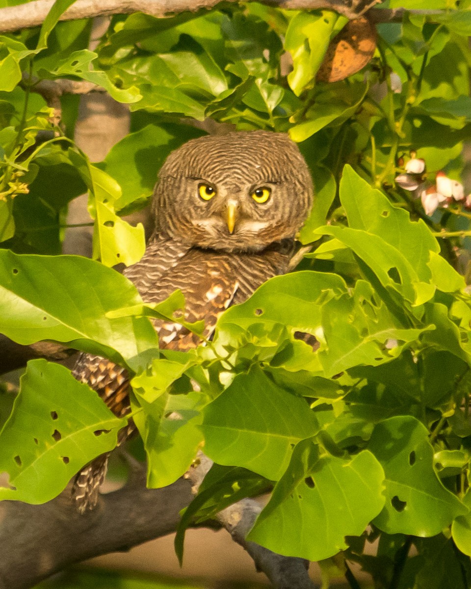 Jungle Owlet - Bhavik Dutt