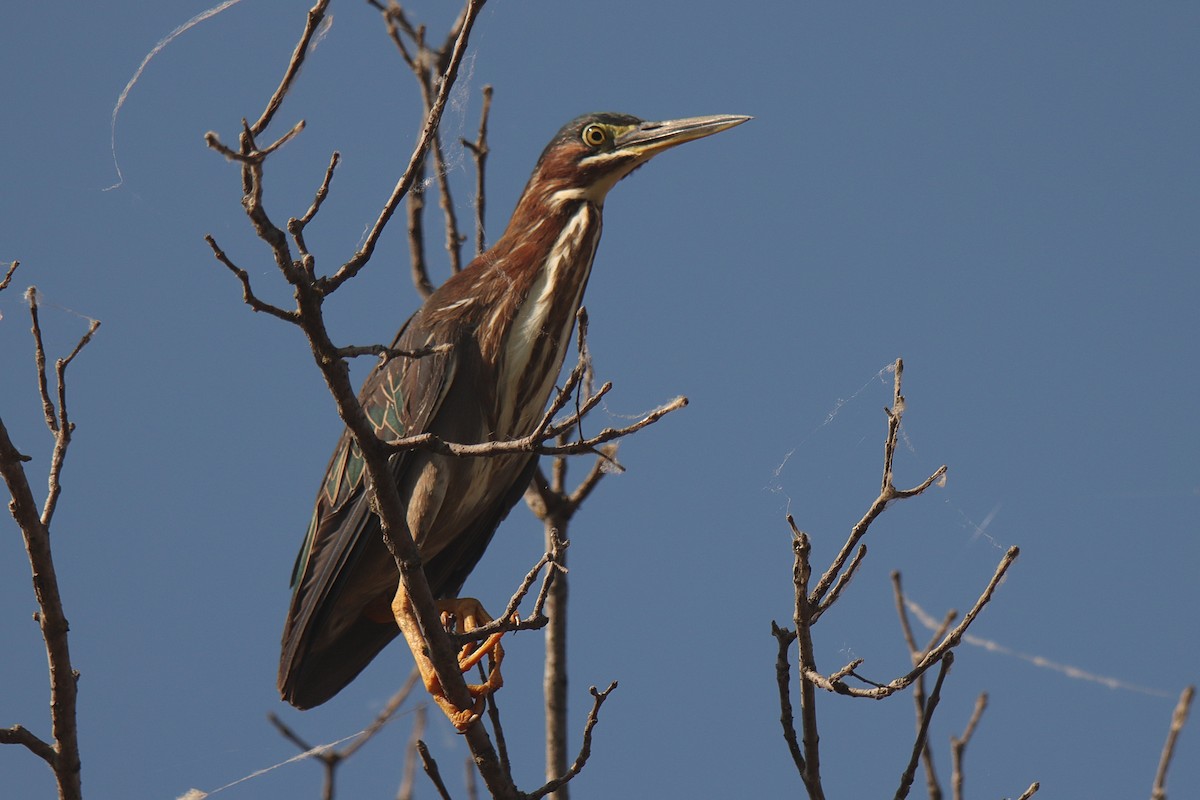 Green Heron - Jonathan Lautenbach