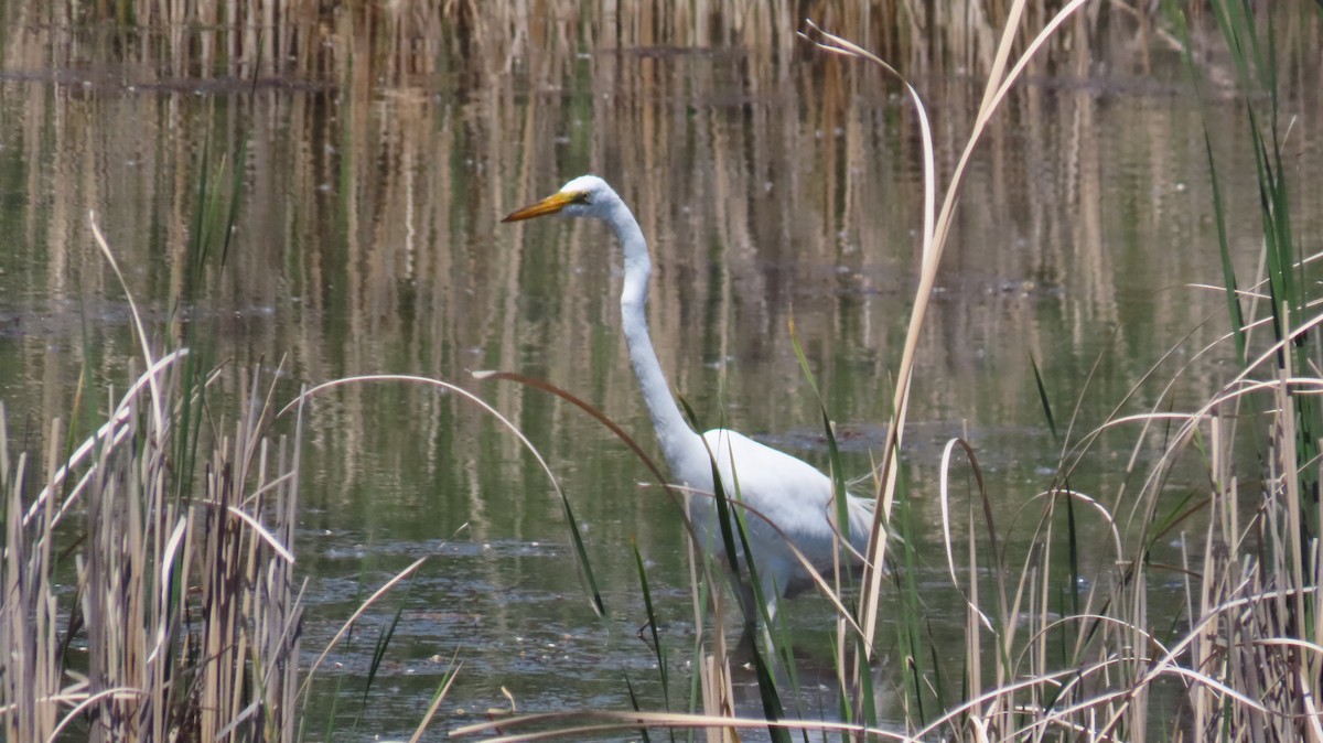 Great Egret - Nick Komar