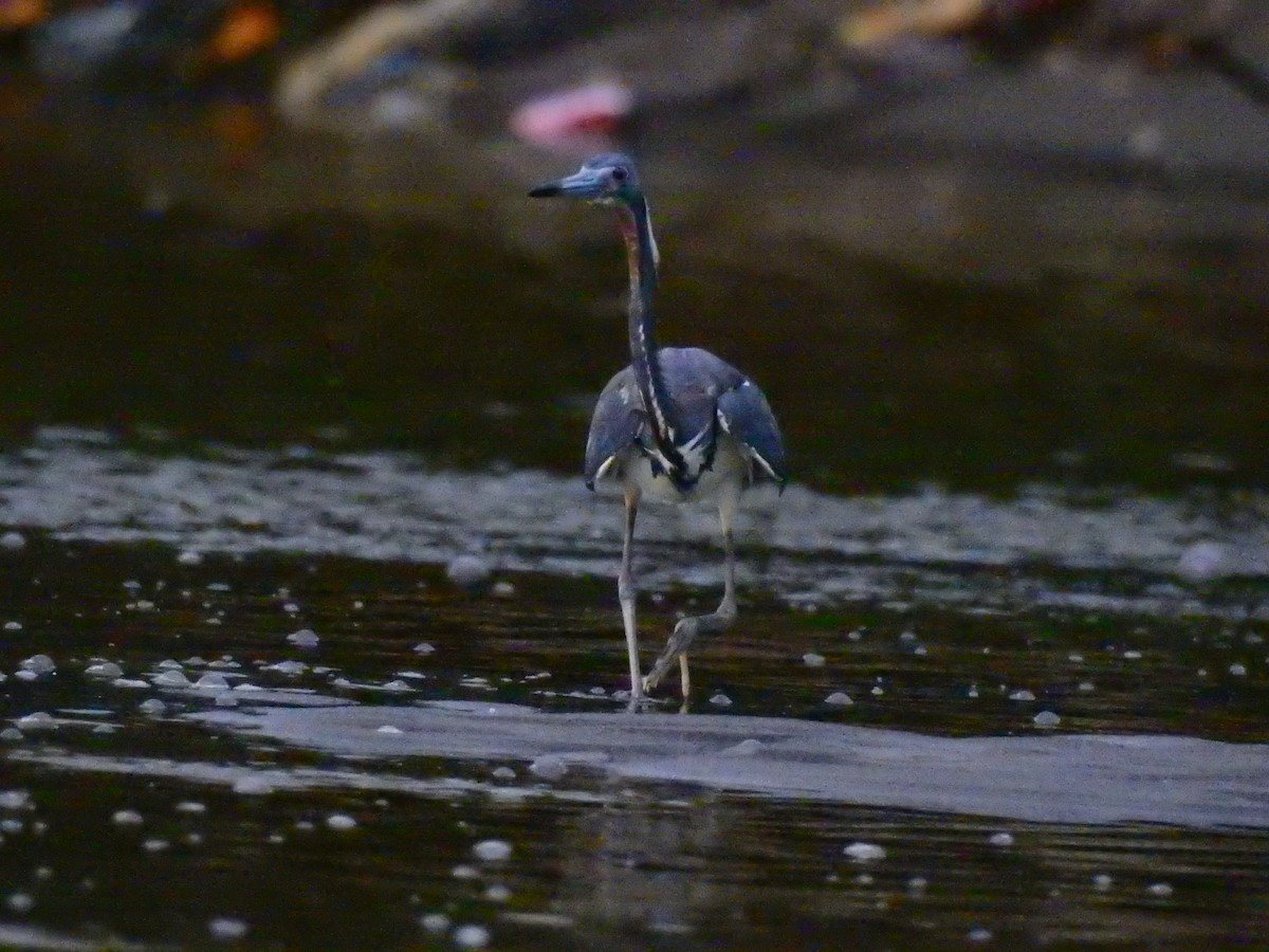 Tricolored Heron - ML463494491