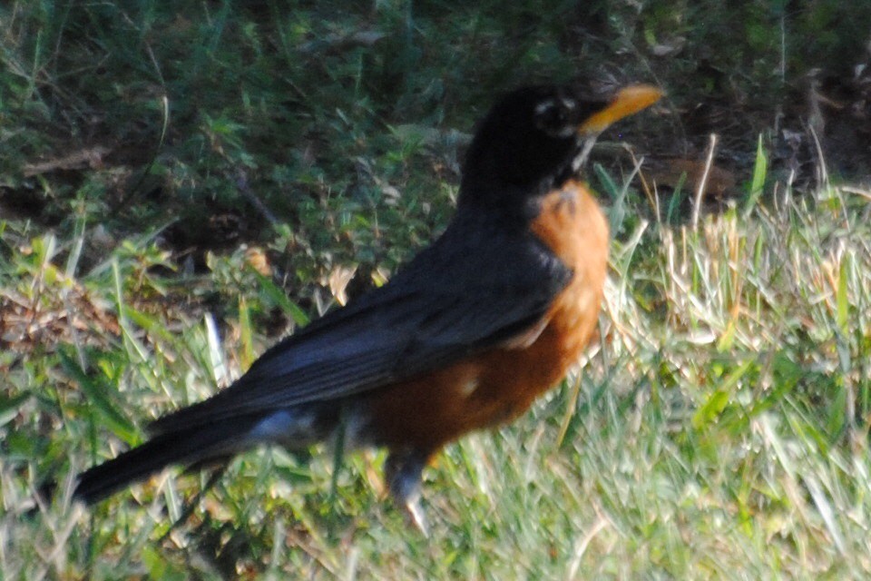 American Robin - ML463495141