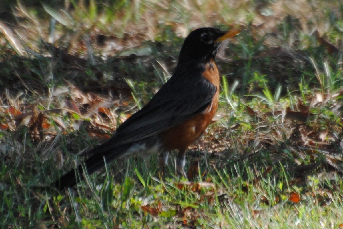 American Robin - ML463495151