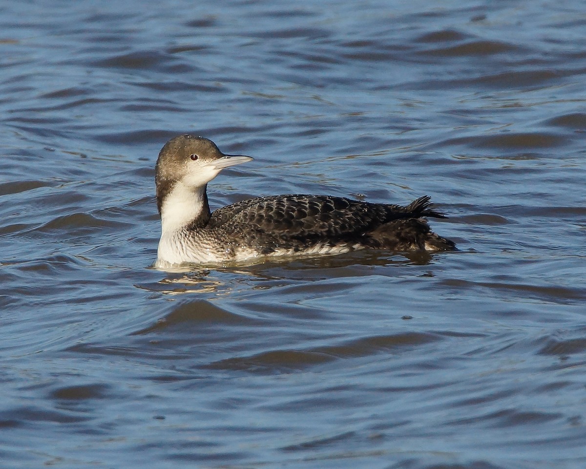 Pacific Loon - ML46349531