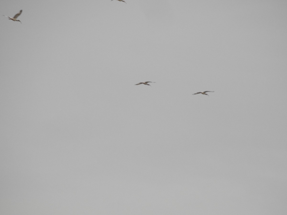 ibis bílý - ML463495331