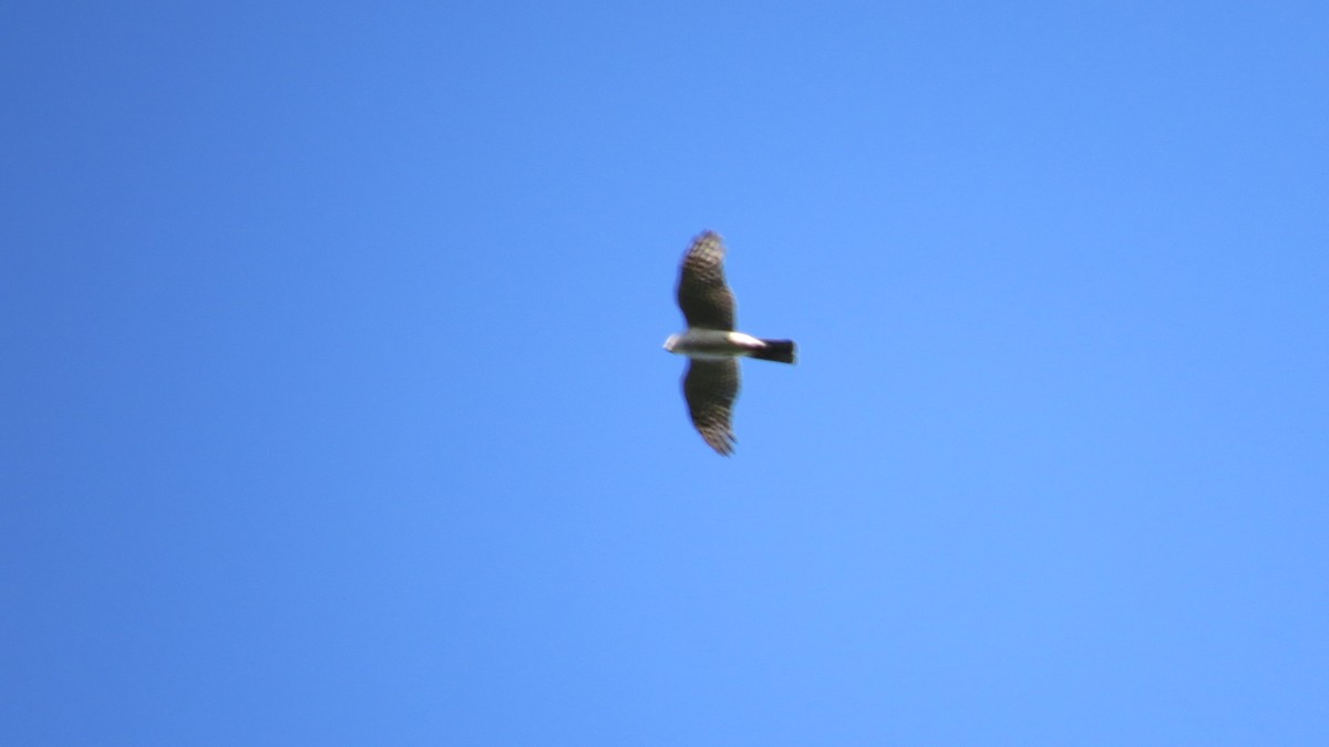 Eurasian Sparrowhawk - ML463495581