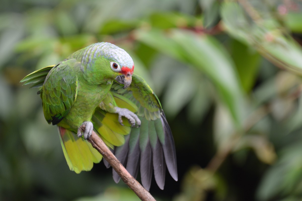 Red-lored Parrot - ML463495641