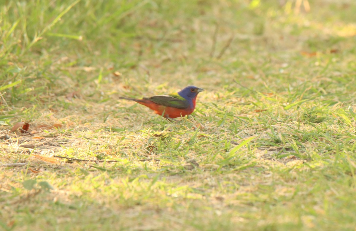 Painted Bunting - ML463496071