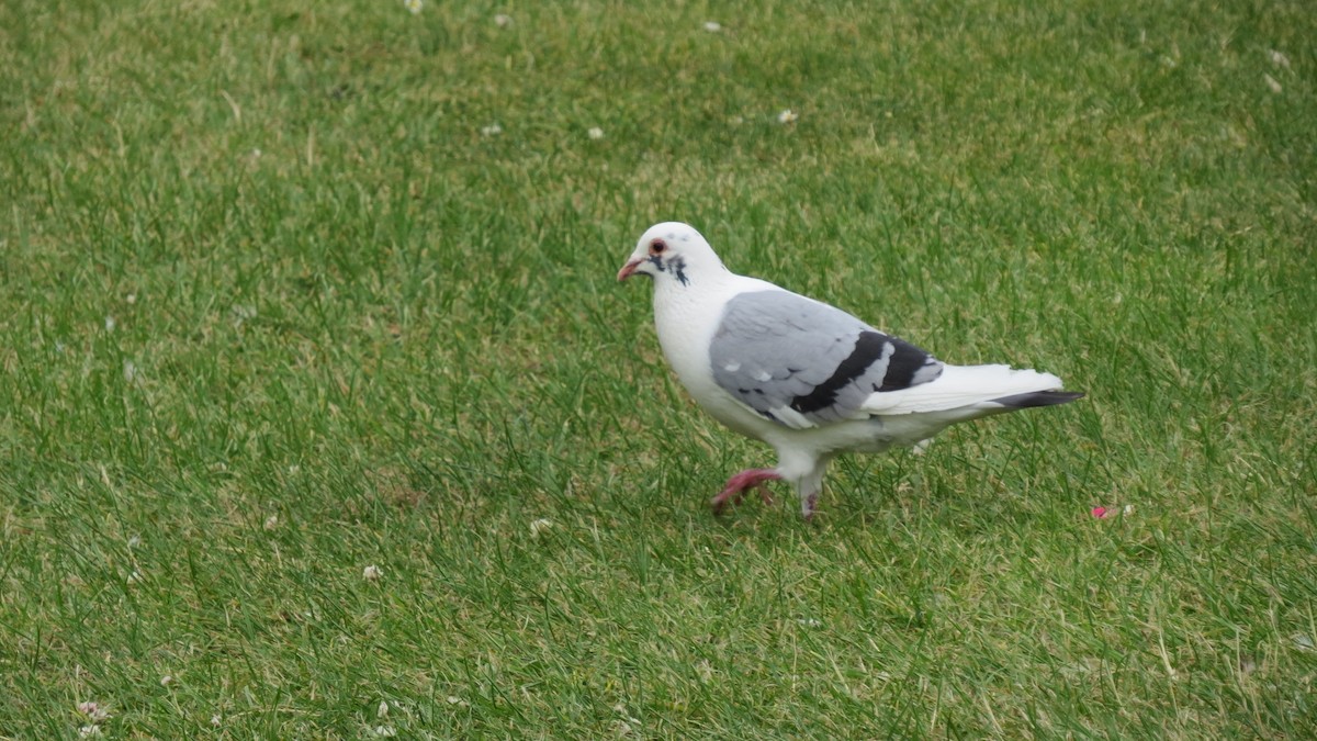 Rock Pigeon (Feral Pigeon) - ML463496121