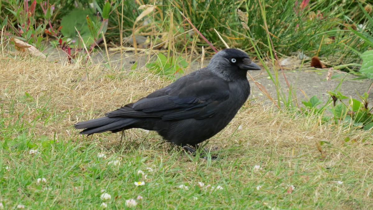 Eurasian Jackdaw - ML463496161