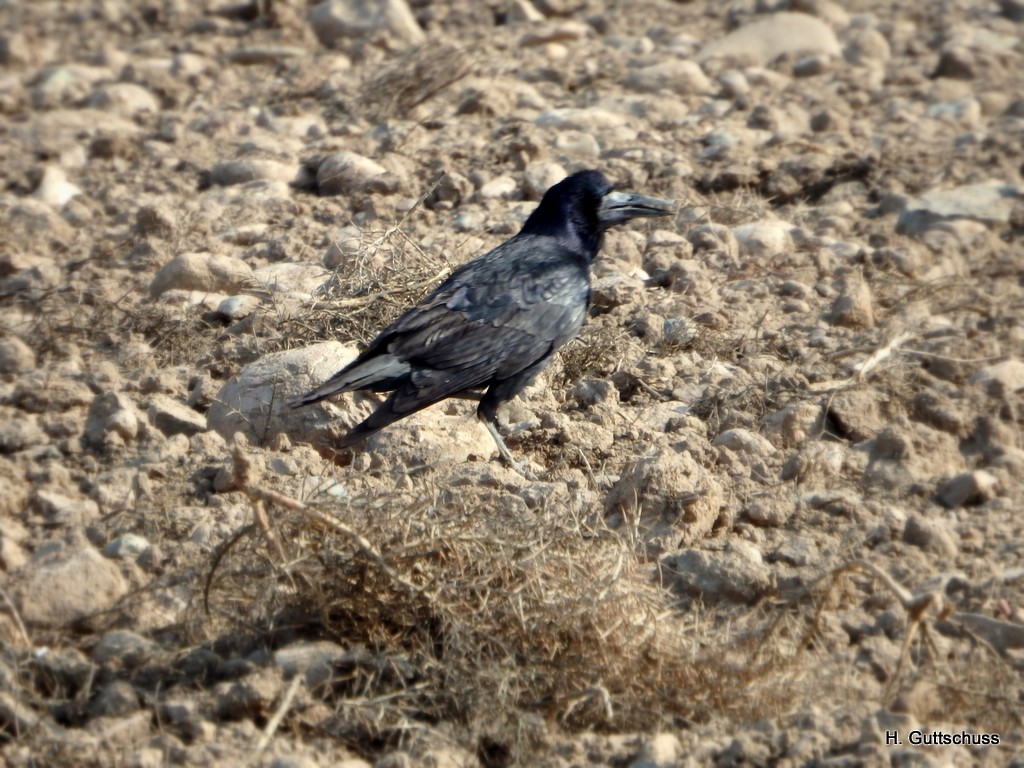 Турлиах хэрээ - ML46349711