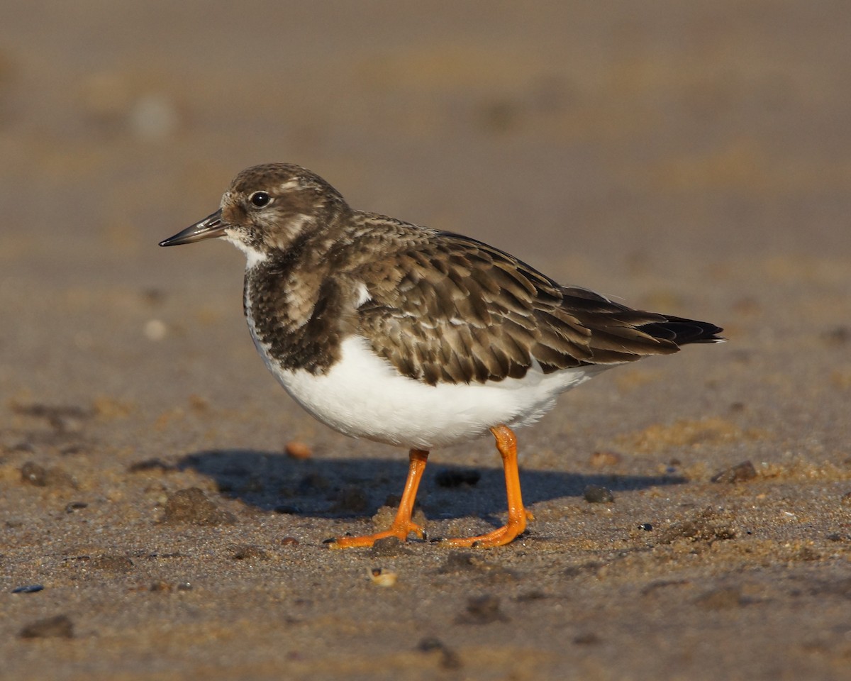 Ruddy Turnstone - Steve Percival