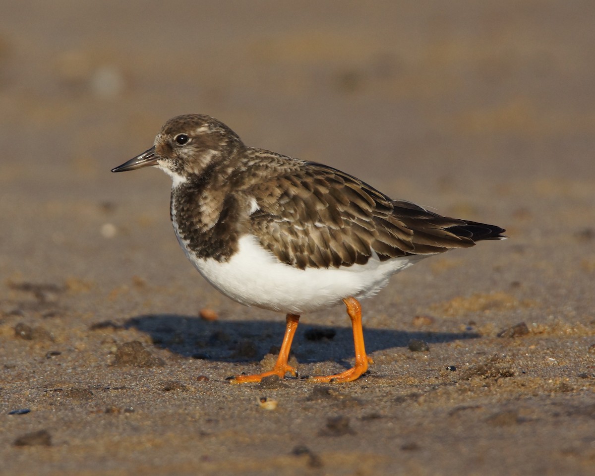 Ruddy Turnstone - ML46349771