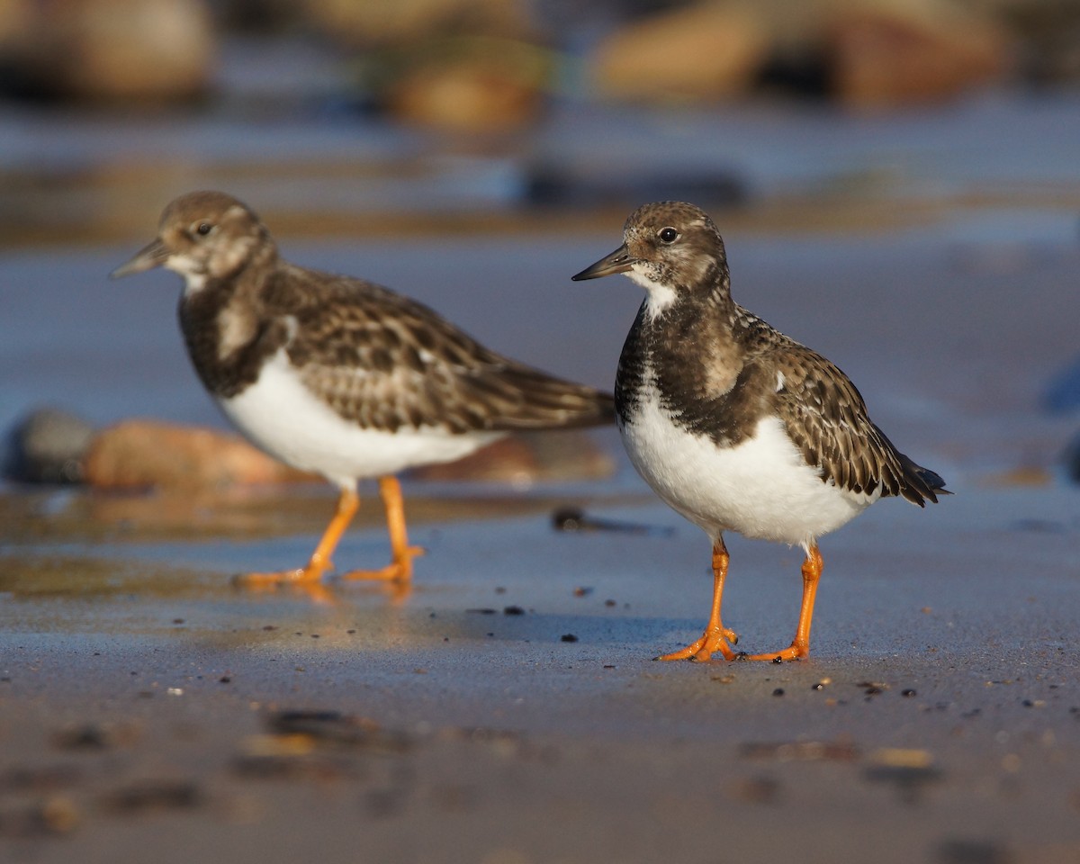 Ruddy Turnstone - ML46349801