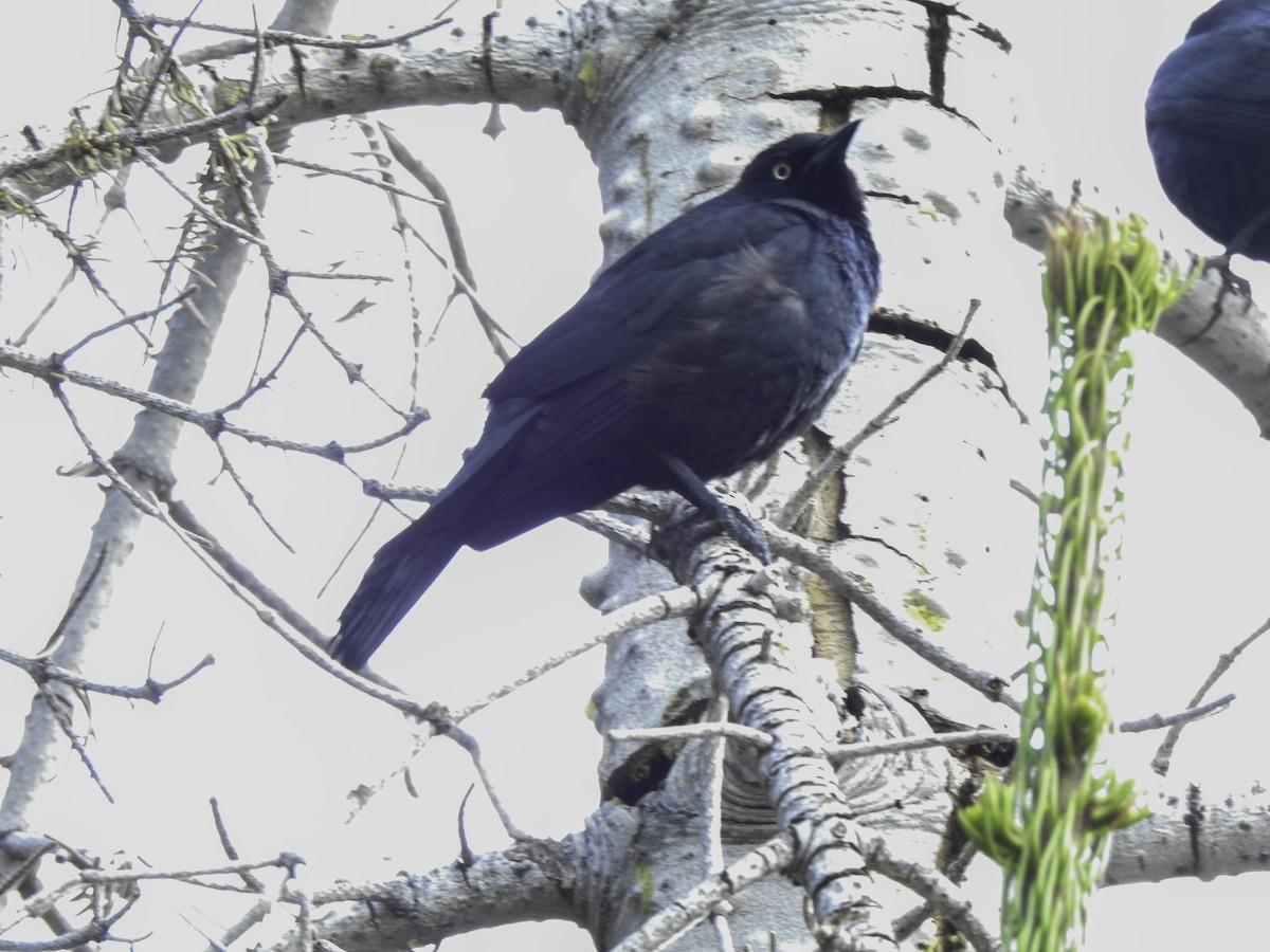 Brewer's Blackbird - ML463498581