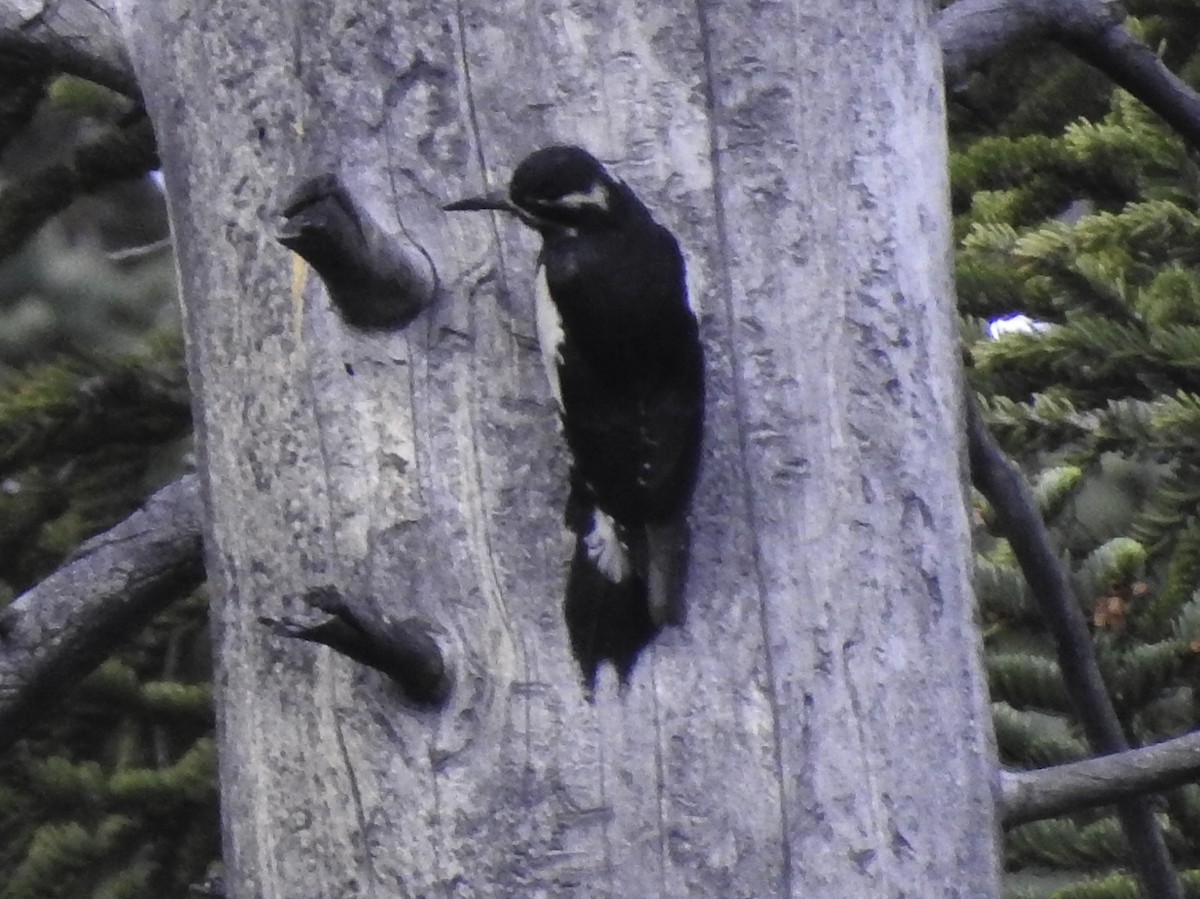 Williamson's Sapsucker - ML463498631