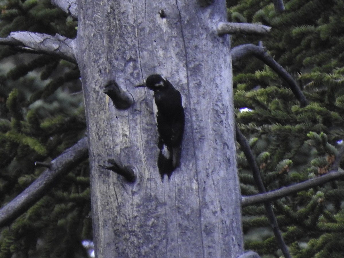 Williamson's Sapsucker - ML463498661