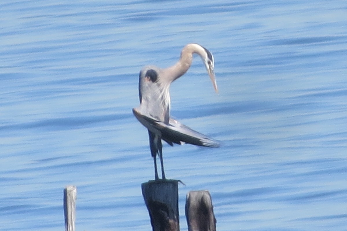 Great Blue Heron - Anonymous