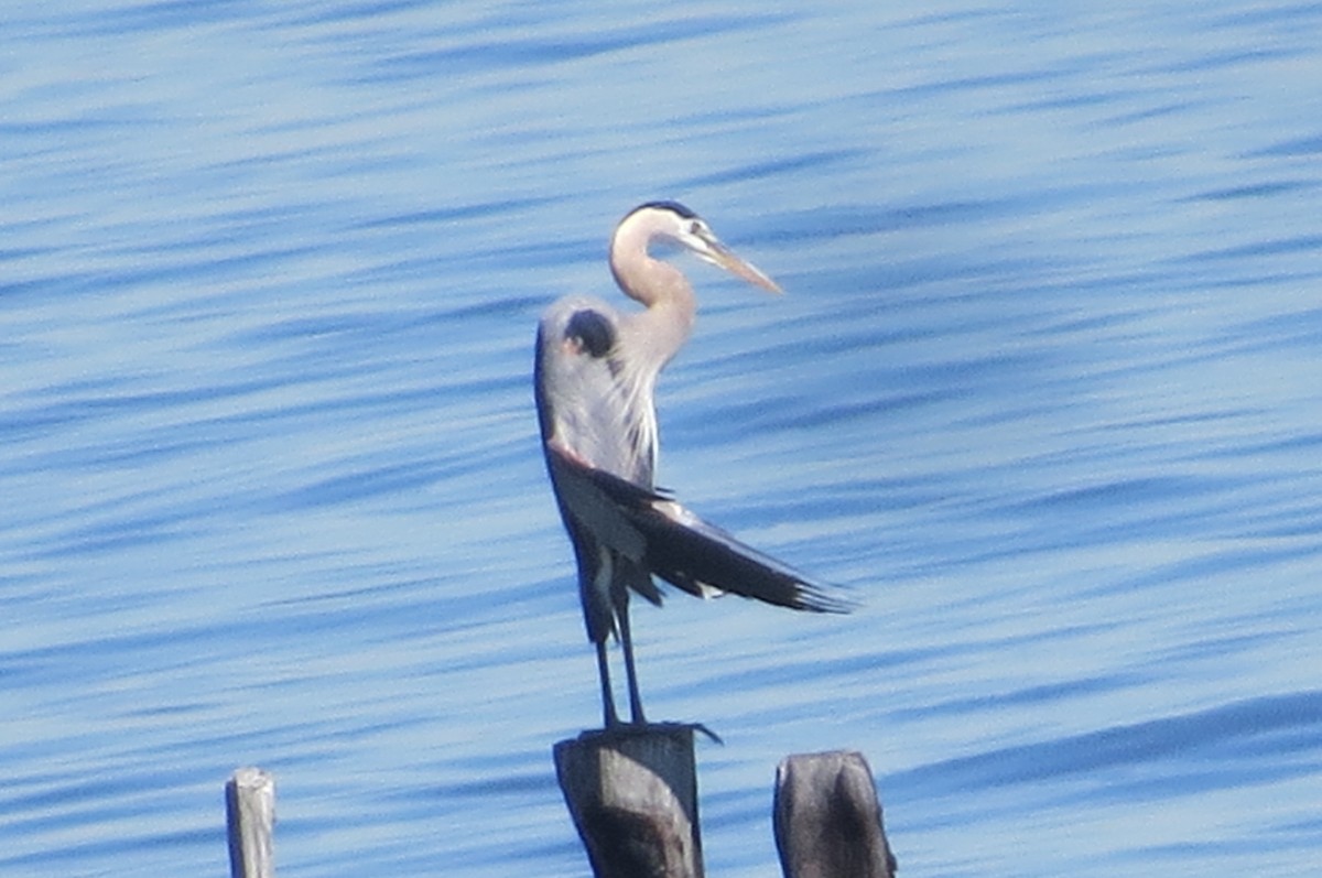 Garza Azulada - ML463499341