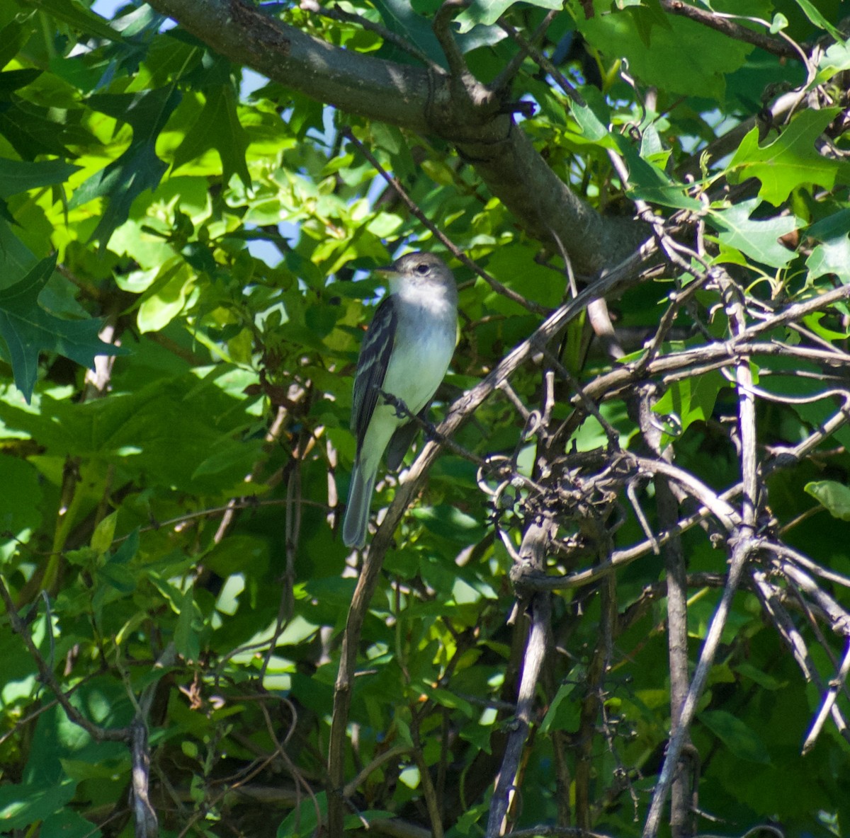 Willow Flycatcher - ML463500411