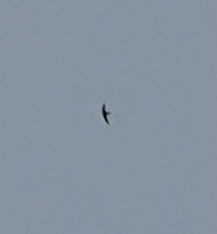 Black Swift - ML463500911