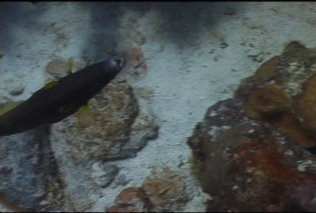 American whitespotted filefish - ML463502