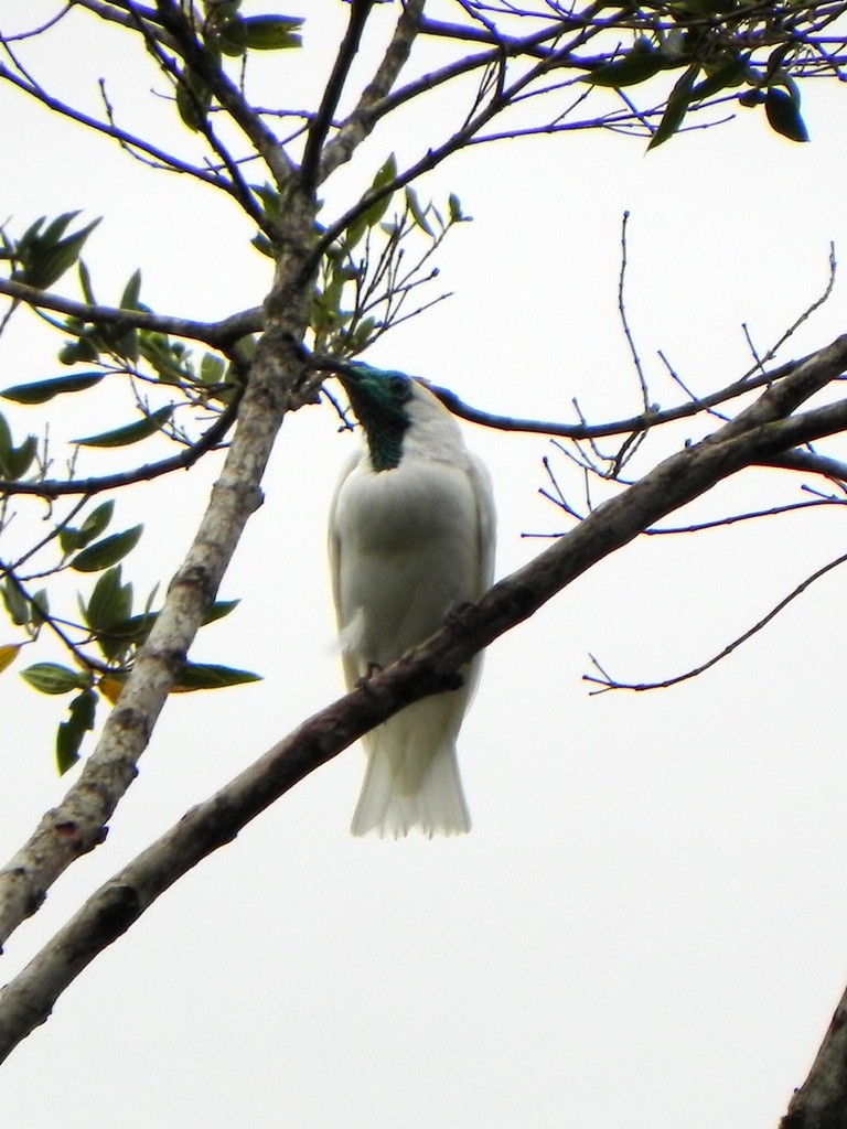 Bare-throated Bellbird - ML46350401