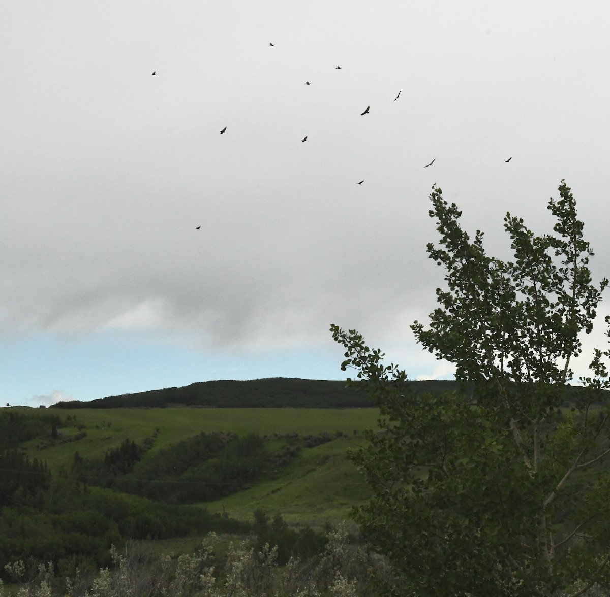 Turkey Vulture - ML463504031