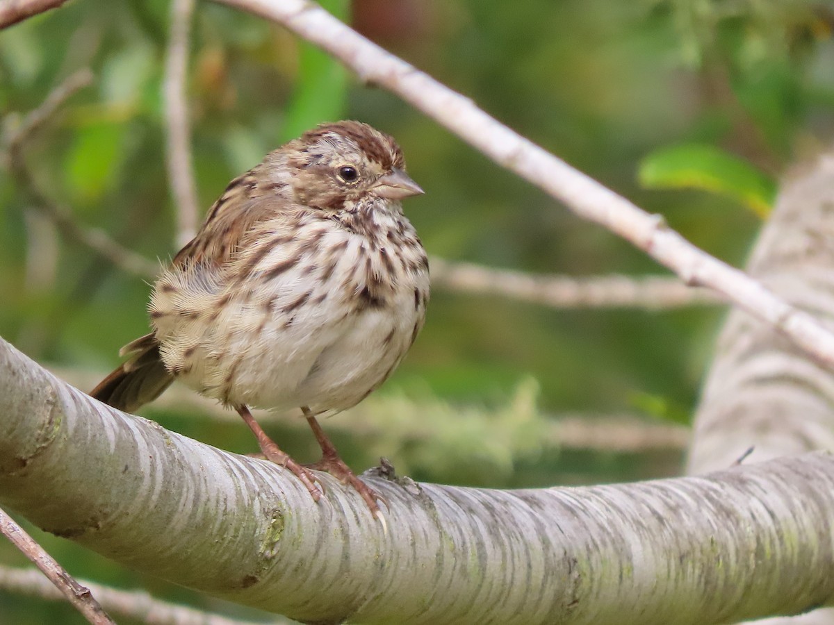 Song Sparrow - ML463504221