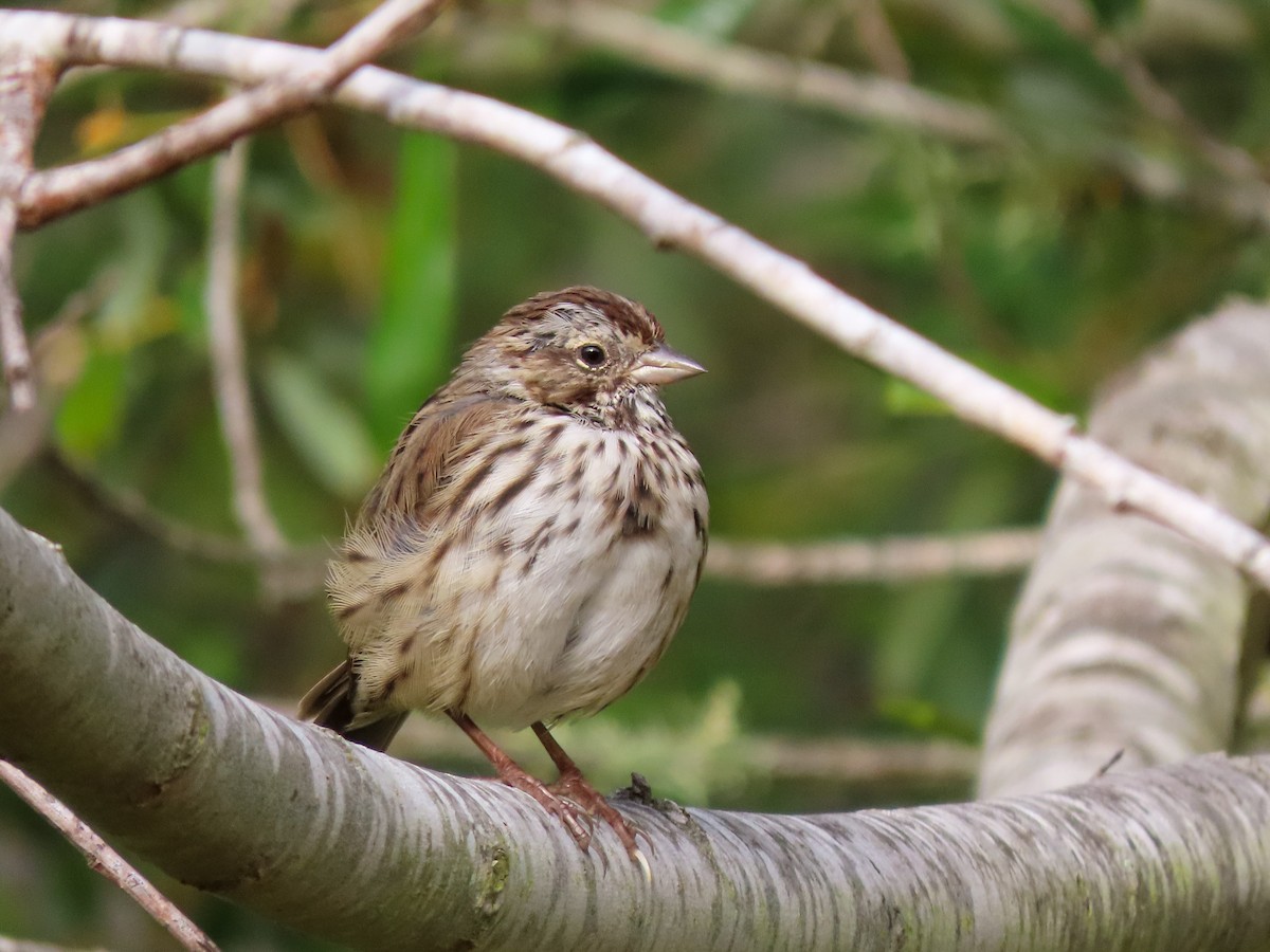 Song Sparrow - ML463504231