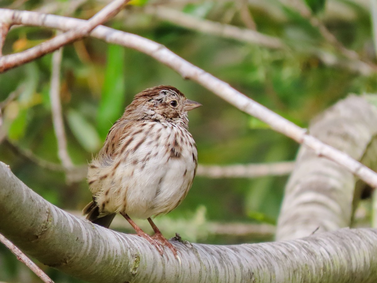 Song Sparrow - ML463504251
