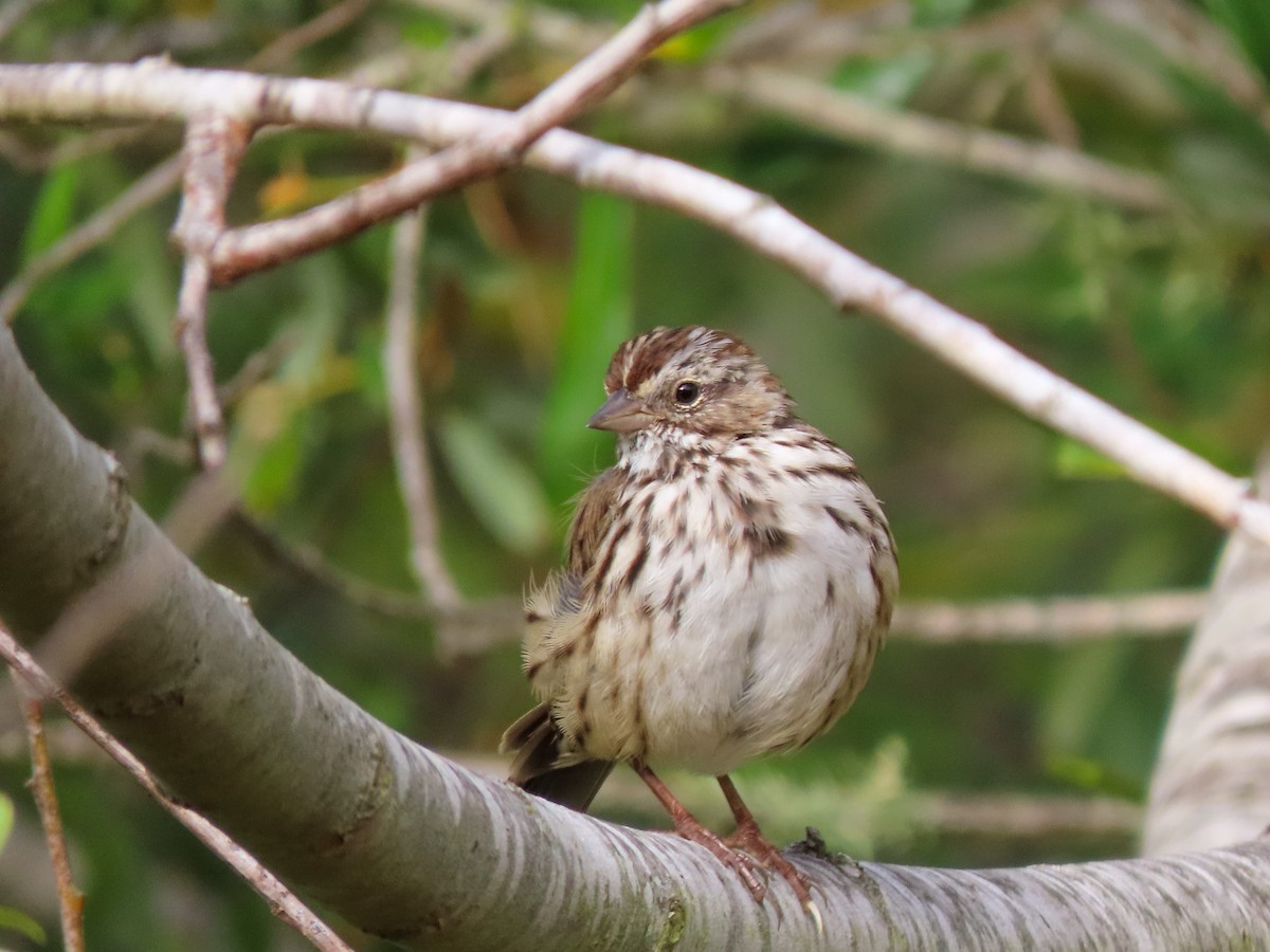 Song Sparrow - ML463504261