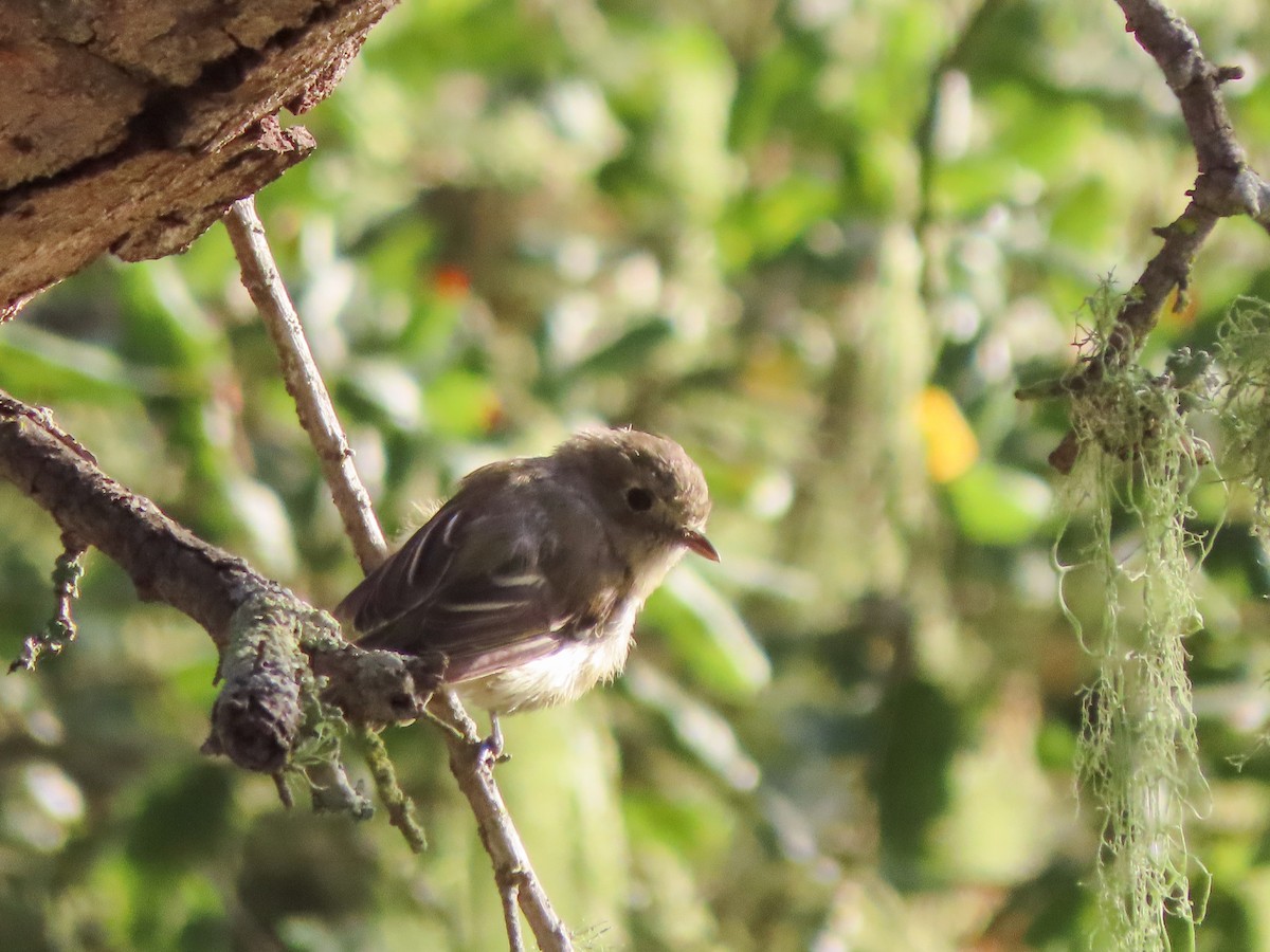 Western Flycatcher (Pacific-slope) - ML463504391