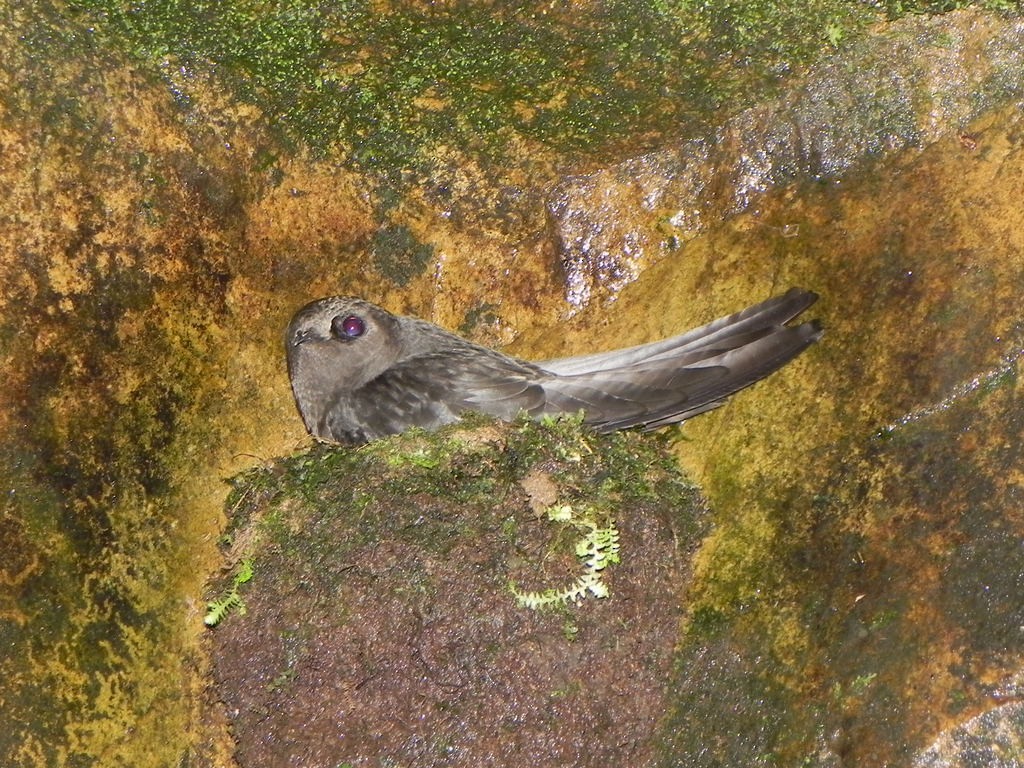 Sooty Swift - Helbert Noventa