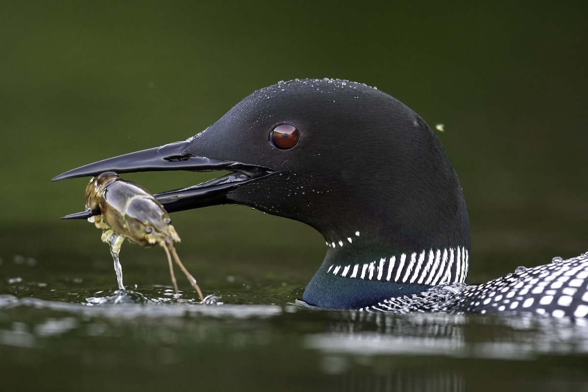 Common Loon - ML463504931