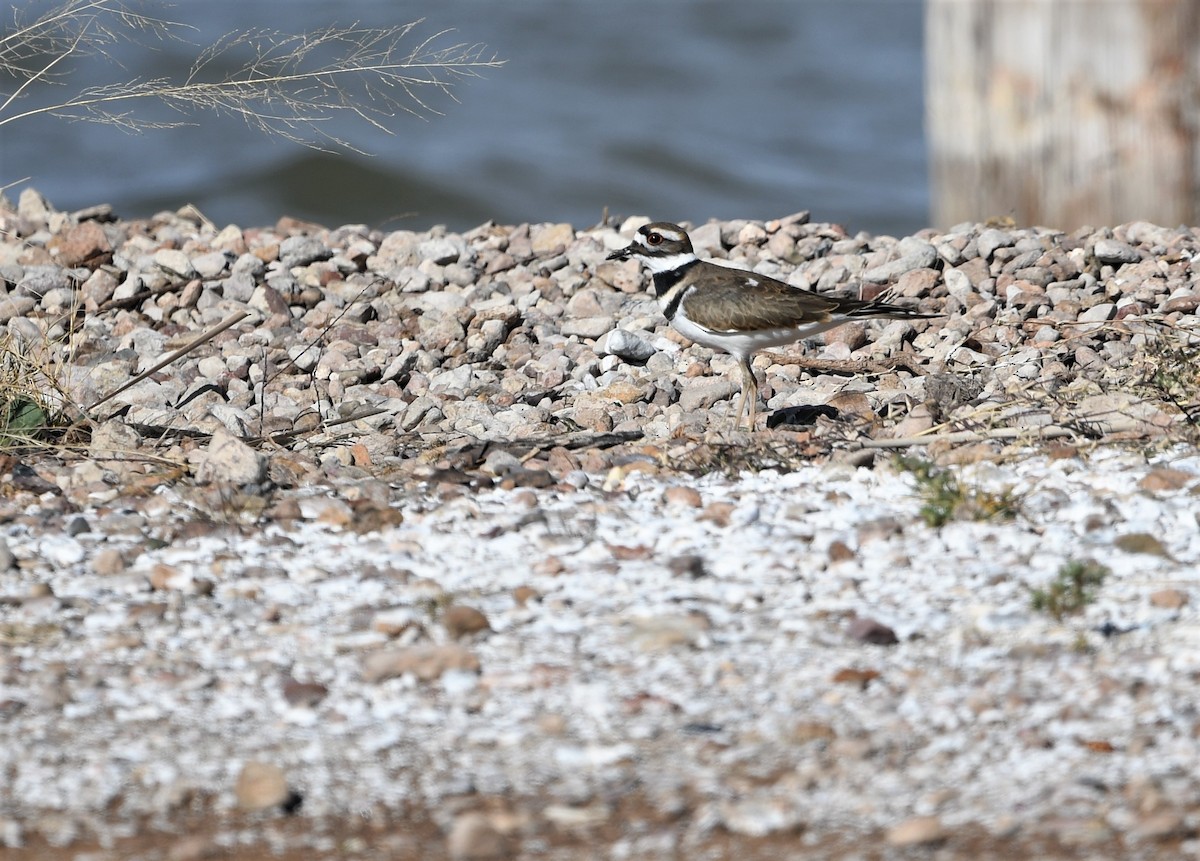 Killdeer - ML46350551