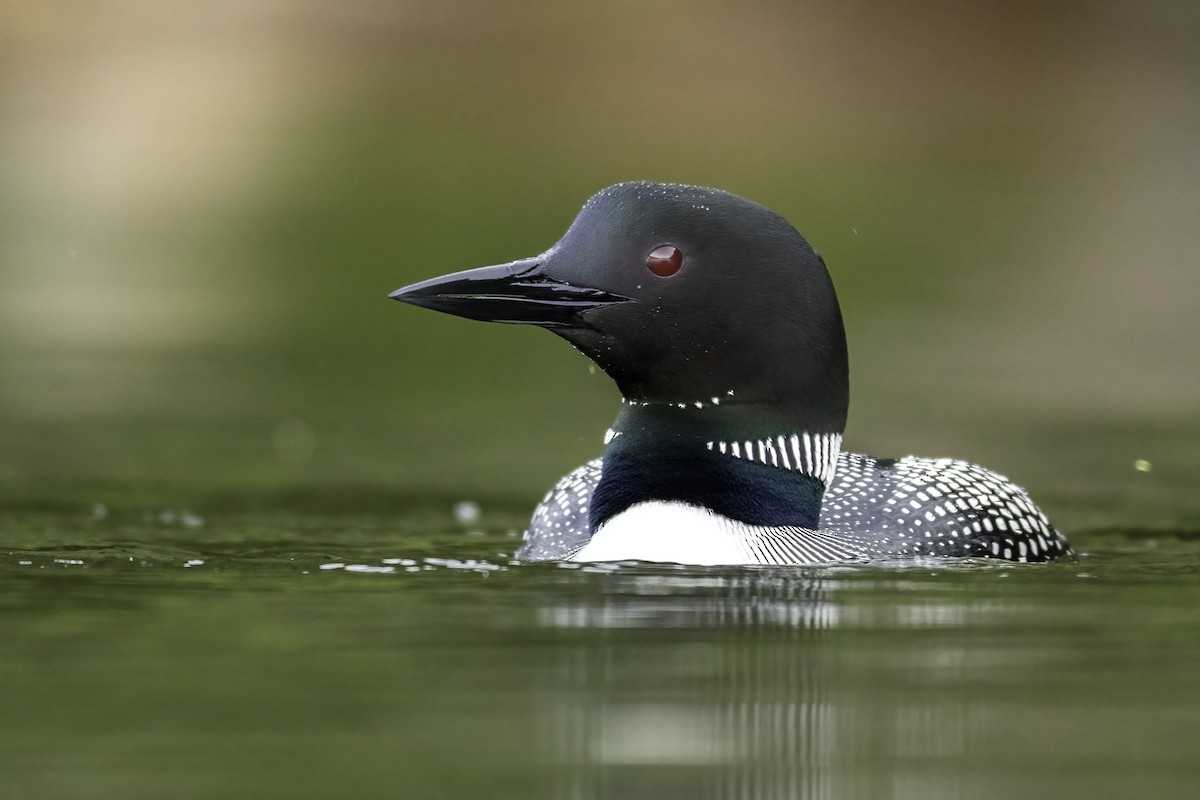 Common Loon - ML463506001