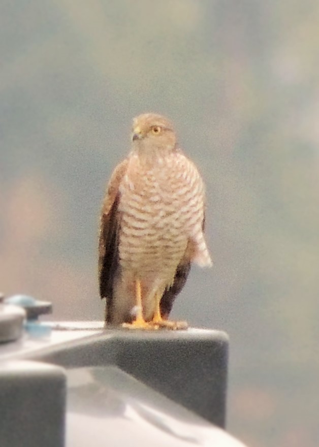 Eurasian Sparrowhawk - ML463506111