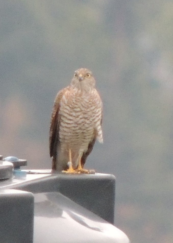 Eurasian Sparrowhawk - ML463506121