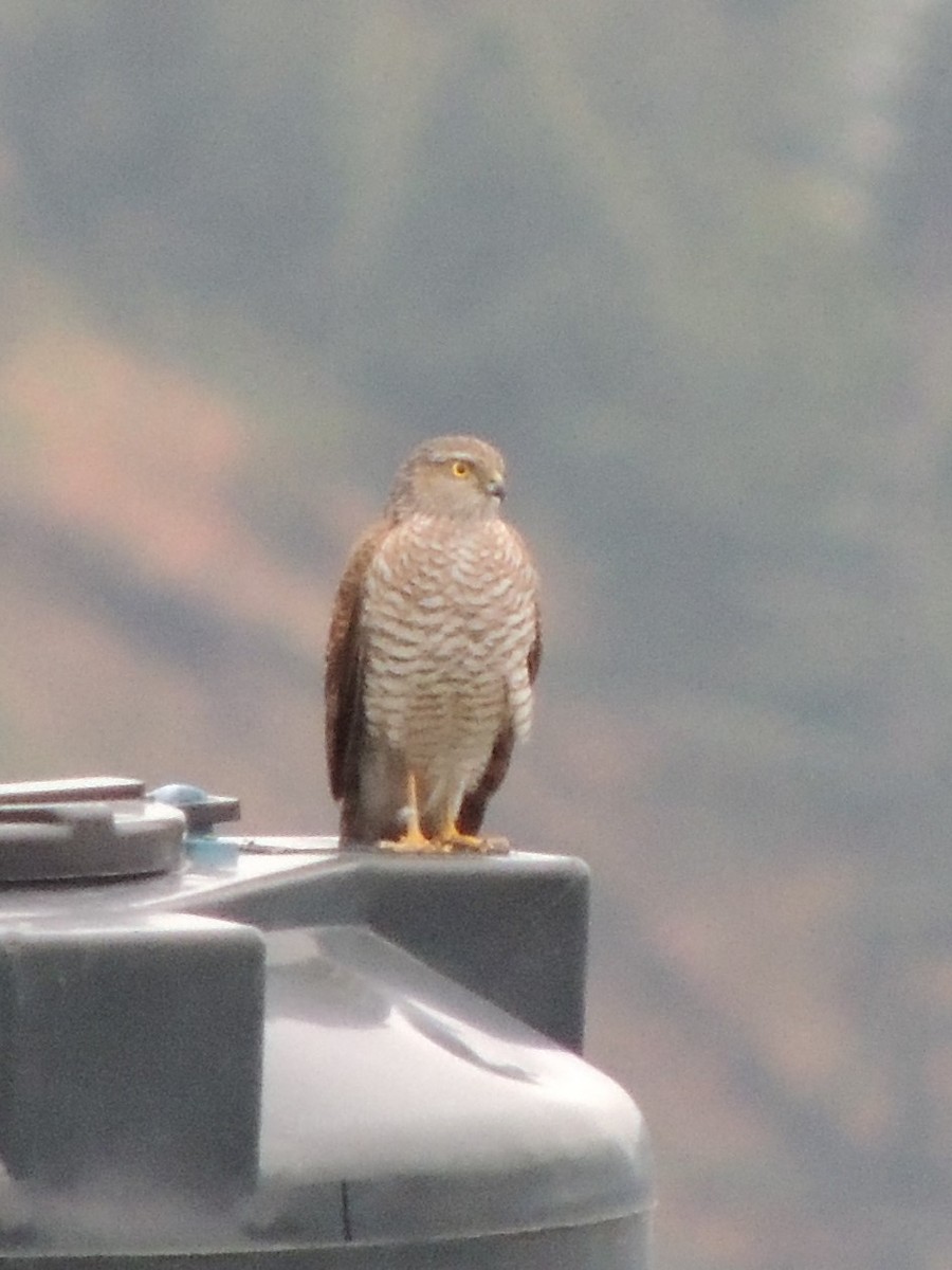 Eurasian Sparrowhawk - ML463506131