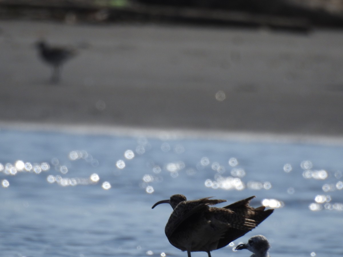 Whimbrel - ML463506311