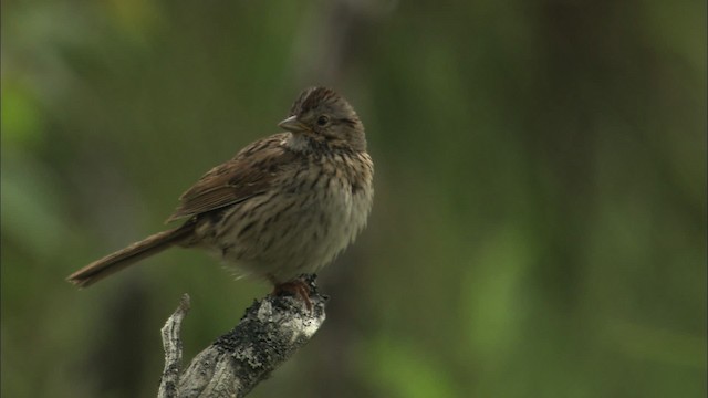 Lincoln's Sparrow - ML463507