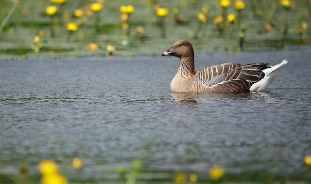 Pink-footed Goose - ML463507121