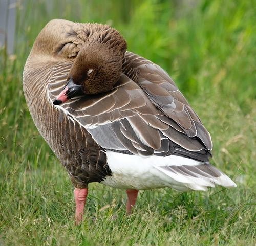 Pink-footed Goose - ML463507131