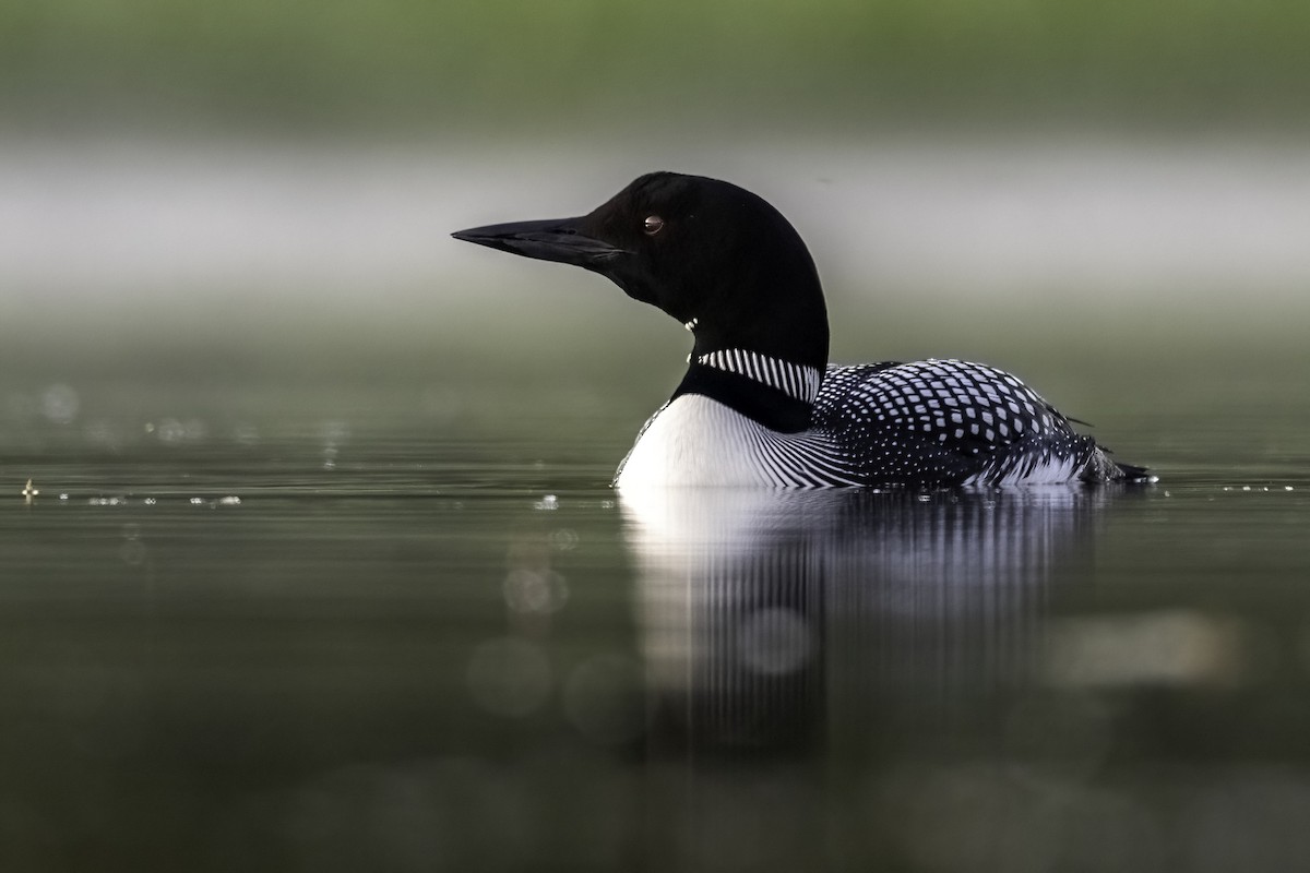 Common Loon - ML463507241