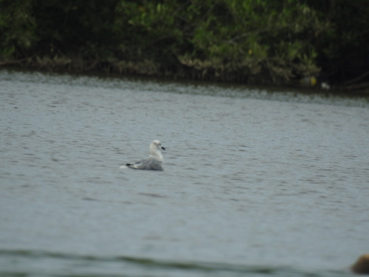 Mouette atricille - ML463507441