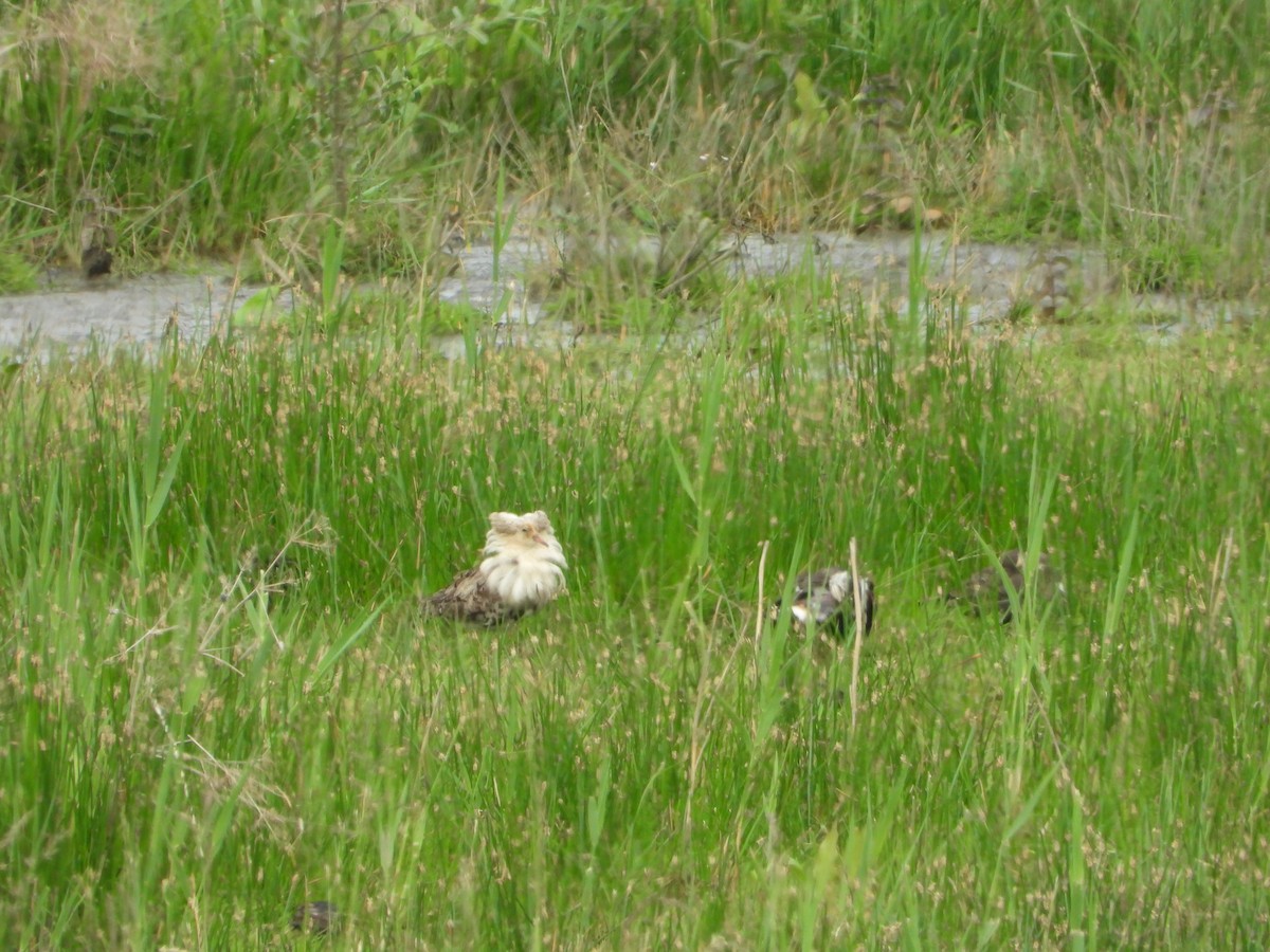 Ruff - Martin Rheinheimer