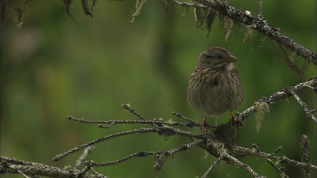 Lincoln's Sparrow - ML463508