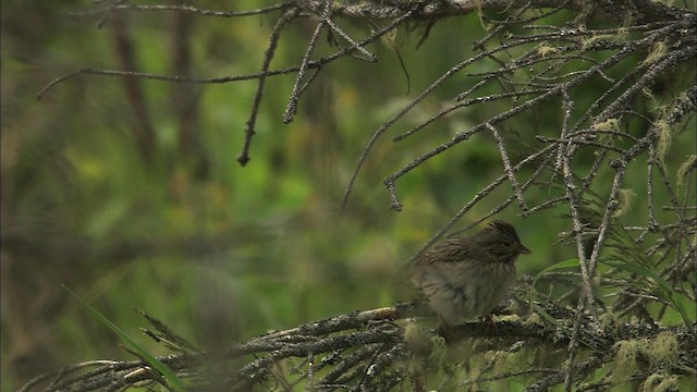 Lincoln's Sparrow - ML463509